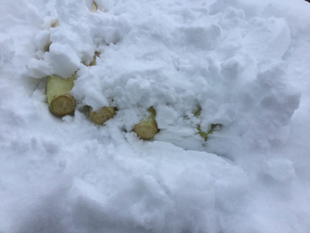 Burying daikon radishes in the snow in December in Minamiuonuma, Niigata, Japan
